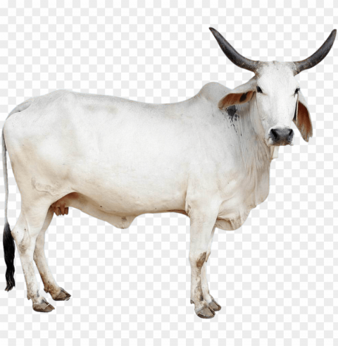 cow image - mother organic cow ghee 1 k PNG transparent elements package