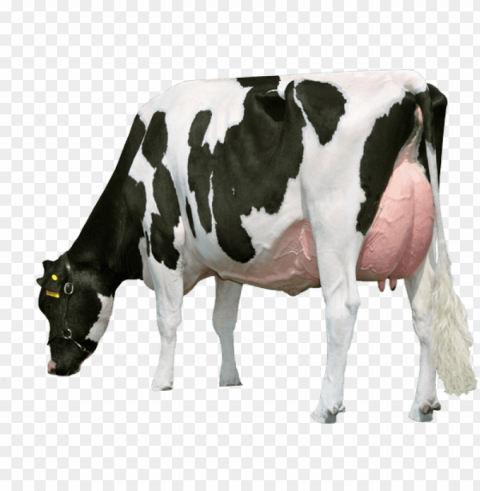 cow - milk cow pic PNG with Transparency and Isolation