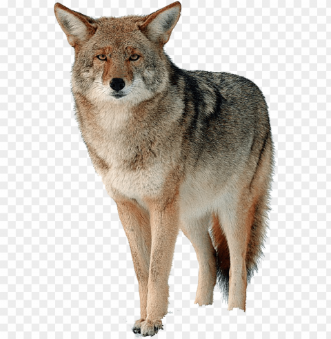 Coyote Free Download - Canada Goose Fur PNG Image Isolated With Clear Transparency