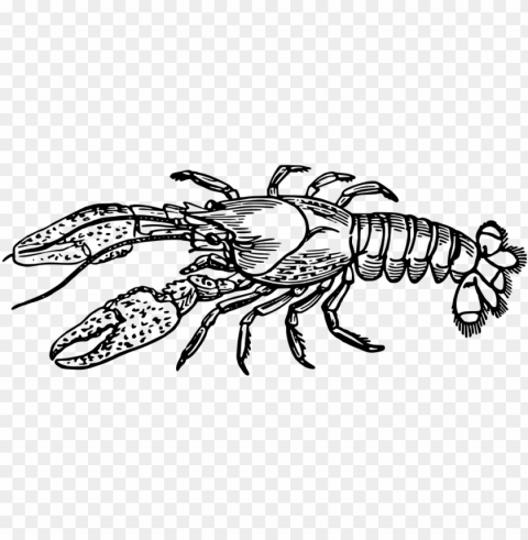 crawfish clip art 29 - lobster black and white Clean Background Isolated PNG Object