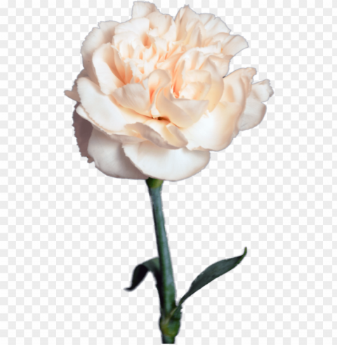 creamy carnation flower shop studio flores - Гвоздика Кремовая High-resolution transparent PNG images comprehensive assortment