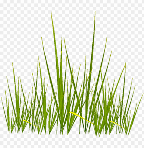 created with photoshop and my wacom tablet a photograph - grass texture with alpha HighResolution Transparent PNG Isolated Element