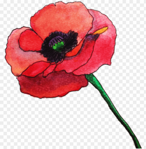credere e fare quello che È il nostro sentire - watercolor poppy flower PNG graphics with alpha transparency bundle