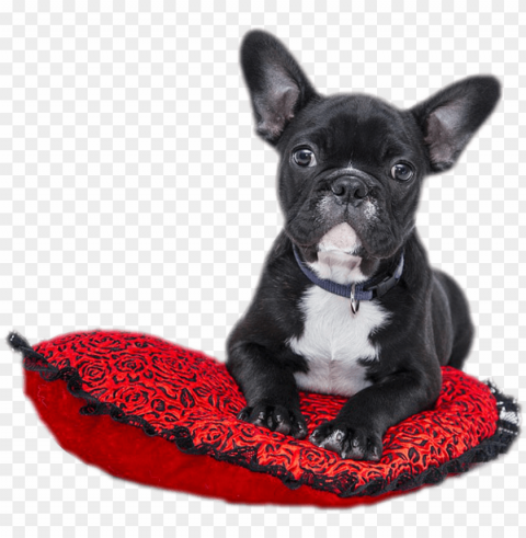 cropped bulldog 1941428 1280 - cute dog on heart cushion note cards Clear PNG images free download