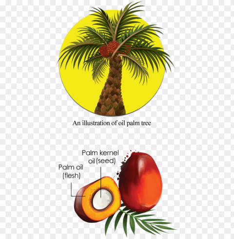 cross section of an oil palm fruit - african oil palm Transparent PNG images free download