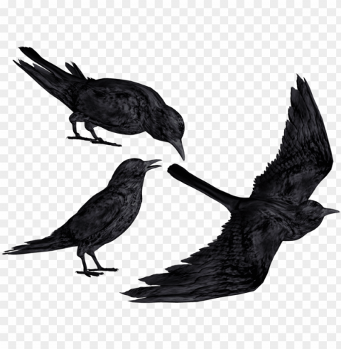 crow clipart flying - black crows PNG file with alpha
