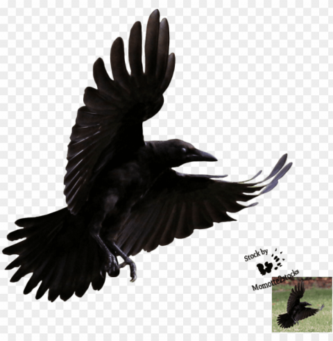 crow flying transparent background PNG graphics