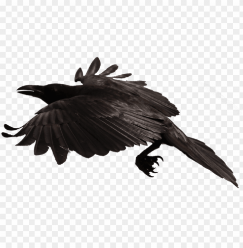 crow free transparent background images free download - crow transparent fly PNG for digital art