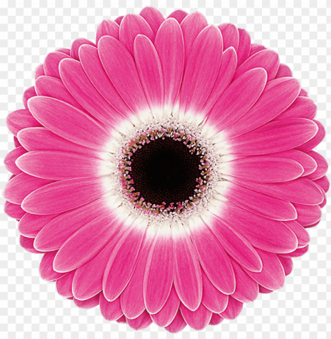 cubanita - transvaal daisy Transparent PNG Isolated Item with Detail PNG transparent with Clear Background ID e7ec231d