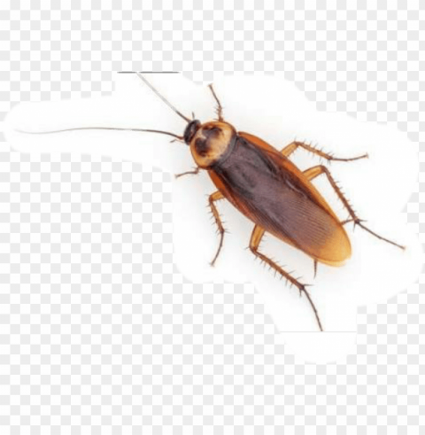 Cucaracha PNG Images With Cutout