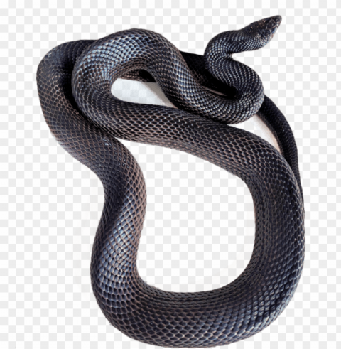 currently we are working with pine snakes trans-pecos - black racer snake Transparent PNG Isolated Object