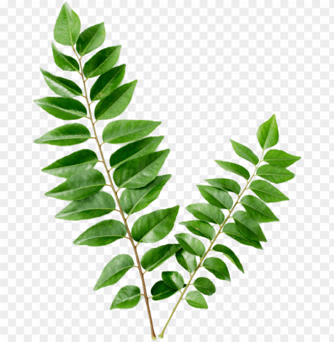 curry leaf kari patta PNG images without restrictions