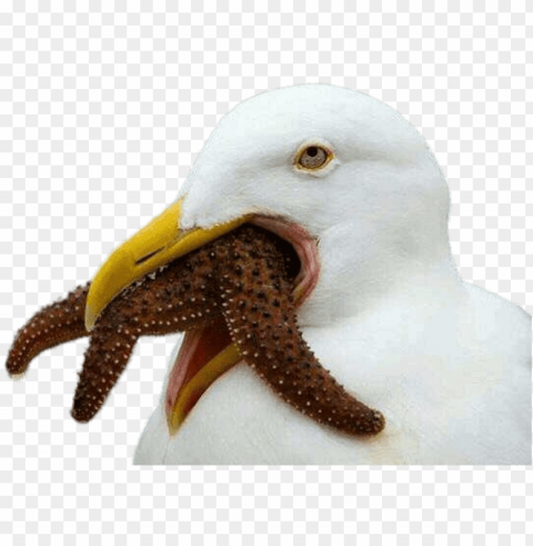 cursed bird PNG for blog use
