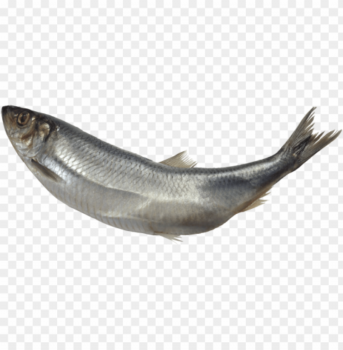 curved fish - fish Clear Background Isolated PNG Illustration