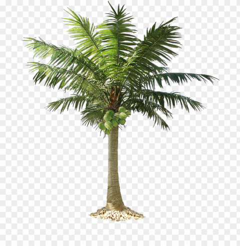 cut out palm trees Isolated Item on Clear Background PNG