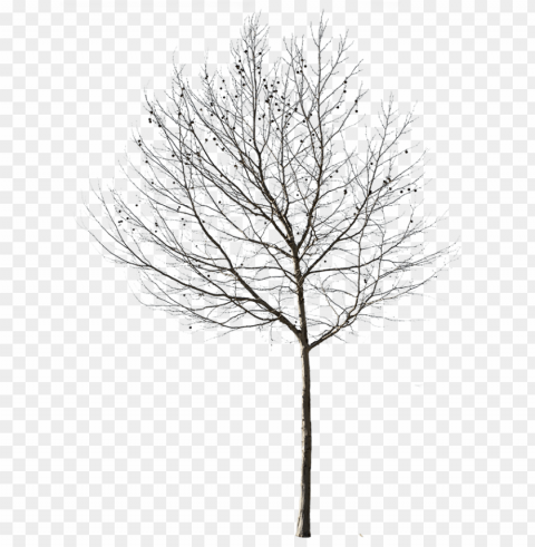 cut out tree photo with background clipart - background tree black and white Transparent picture PNG