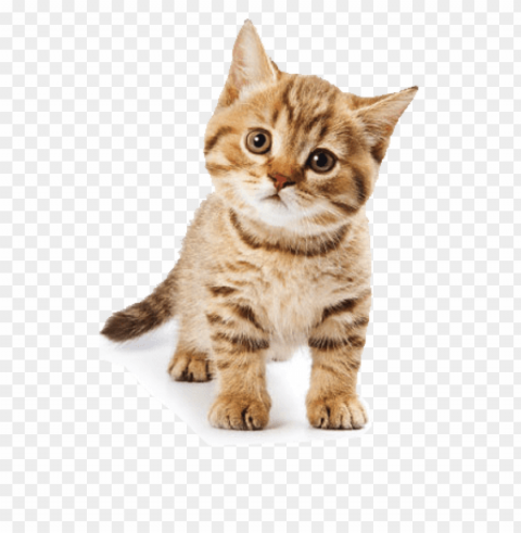 cute cat Isolated Item with Transparent Background PNG PNG transparent with Clear Background ID 2d074eea