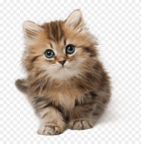 cute cat kitten free images toppng - cute cat Transparent Background PNG Isolated Illustration