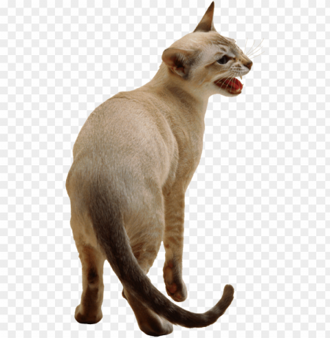 cute cat image - siamese cat background PNG transparent vectors