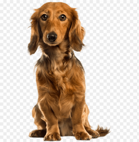 cute dog clip art - do PNG Isolated Object with Clarity PNG transparent with Clear Background ID da332fb4