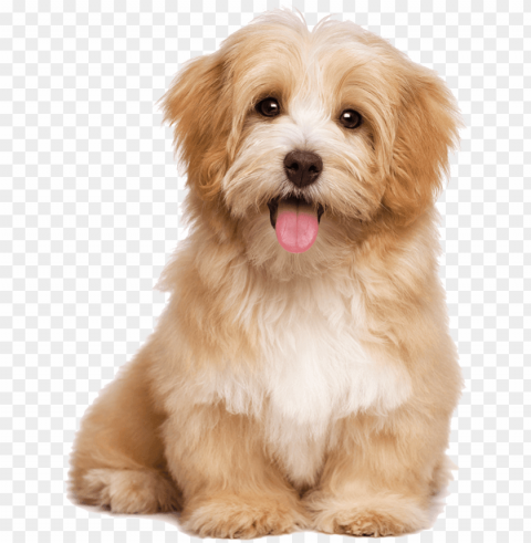 cute puppies - havanese do PNG images with no background free download