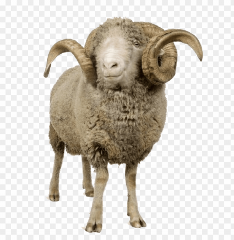 cute sheep Transparent Background Isolated PNG Item
