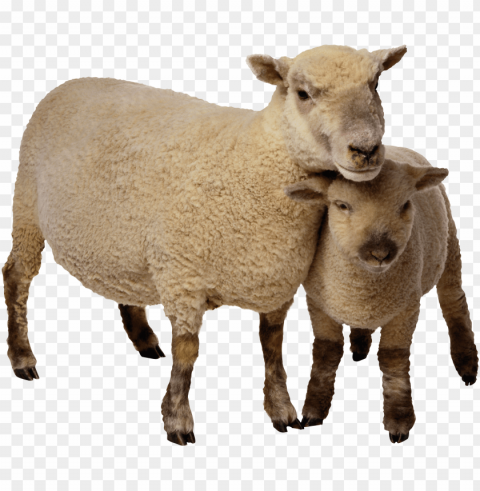 Cute Sheep Transparent Background PNG Isolated Item