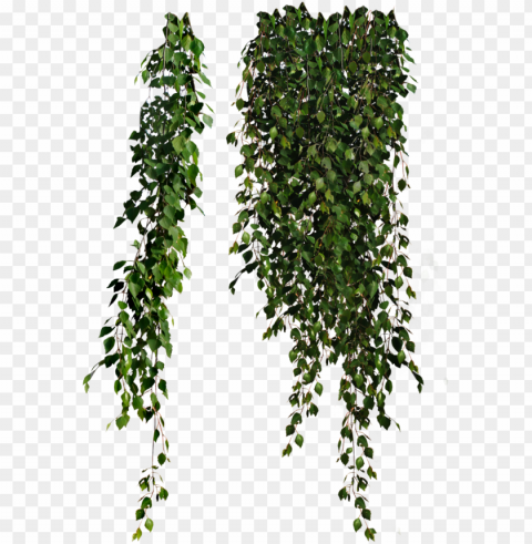 cutout plant hanging pinterest - cottingley secret by hazel gaynor Clear PNG pictures free PNG transparent with Clear Background ID be7d1aca
