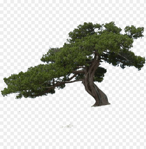 cutout tree - pond pine PNG artwork with transparency