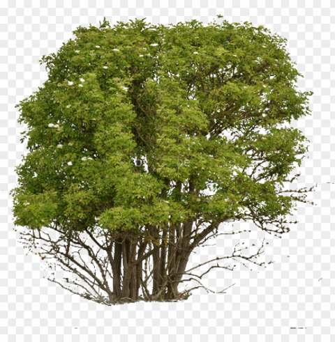 cutout tree - softwood and hardwood trees Transparent PNG Isolated Item