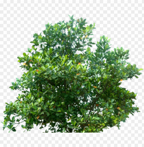 cutout trees archistash e1448855232366 - architecture trees PNG Object Isolated with Transparency