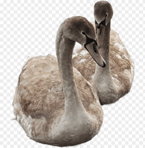 Cygnets Swimming Image Transparent Background Swans - Transparent Duck Swimmi PNG Images With No Royalties