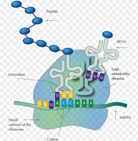 cytoplasmic membrane PNG images with alpha channel selection