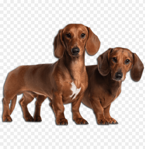 dachshund image - basset hound mixed with wiener do PNG for mobile apps