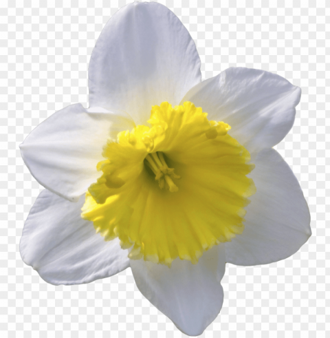 daffodil clipart transparent ClearCut Background PNG Isolated Item