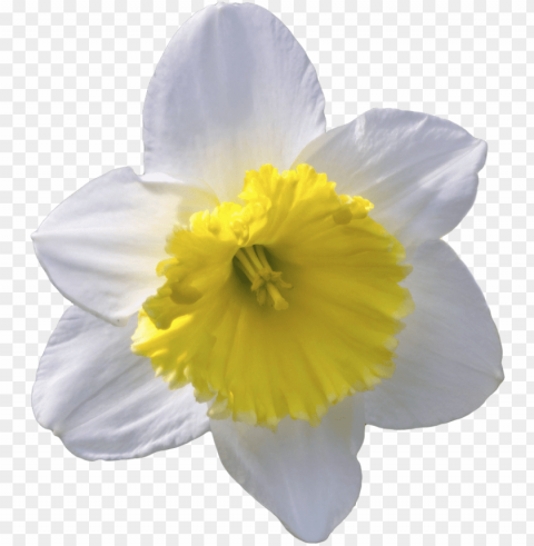 daffodil clipart transparent ClearCut Background PNG Isolated Item PNG transparent with Clear Background ID 03ebcf11