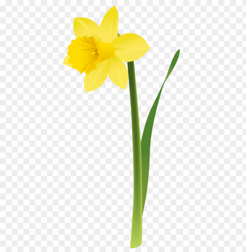 daffodils PNG images with transparent layer