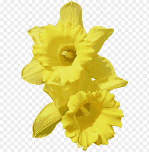 daffodils graphic free download - clip art transparent background daffodil PNG files with clear backdrop assortment