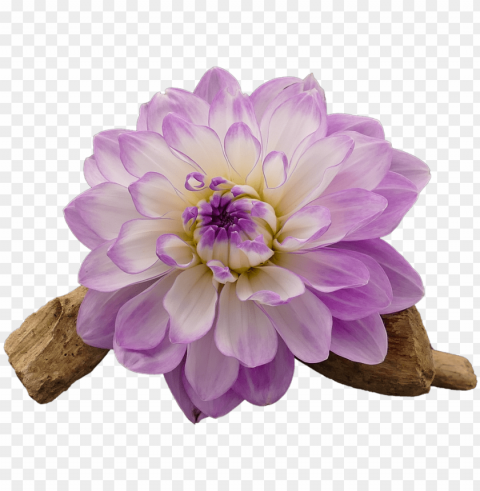 dahlia dahlia flower white - transparent flower white and purple High-quality PNG images with transparency