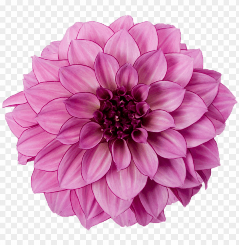 dahlia purple - pink dahlia flower Clear Background PNG Isolated Illustration