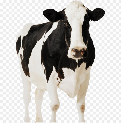 dairy cow - front view of a cow PNG Image with Clear Background Isolated