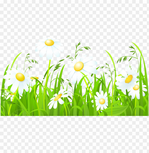 daisy clipart gress - grrass white flowers hd Isolated Character in Clear Transparent PNG