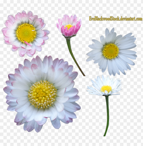 daisy clipart background - portable network graphics Transparent PNG pictures for editing