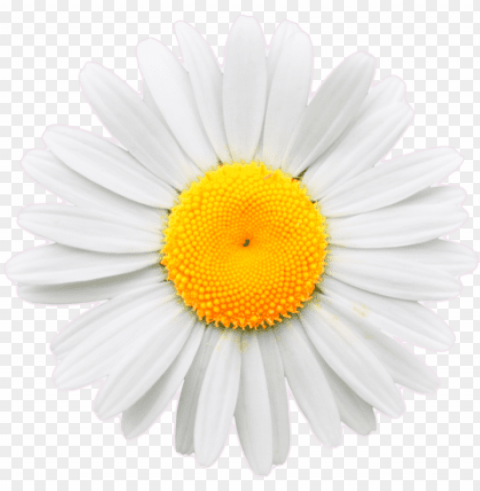 daisy flower crown tumblr transparent - daisy transparent background PNG images with no attribution