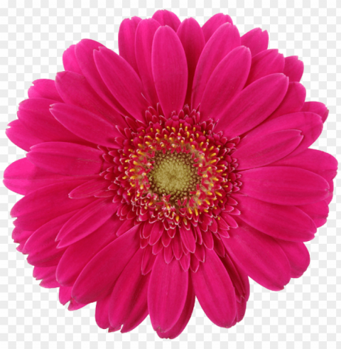 daisy-pink - real daisy PNG design