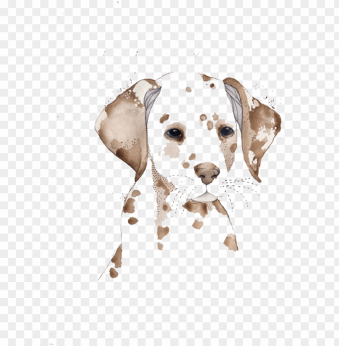 dalmatian dog watercolor painting drawing illustration - watercolor of dogs vector Free PNG images with transparent background