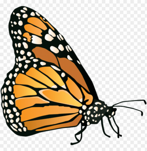 Danaus Plexippus - Real Butterfly Vector HighResolution Transparent PNG Isolated Element