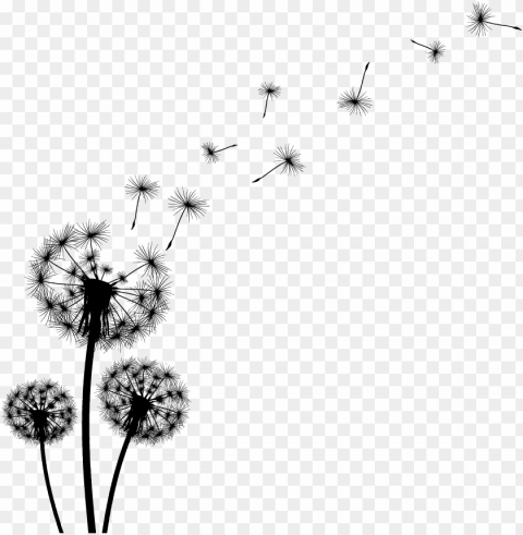 dandelion black and white clipart Transparent Background Isolation in HighQuality PNG