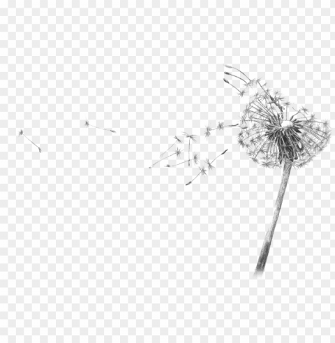 Dandelion Blowing Drawing Transparent - Dandelion Black And White Drawi PNG Images For Mockups