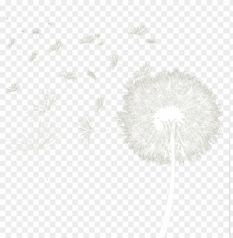 dandelion download transparent image - dandelion vector PNG photo with transparency
